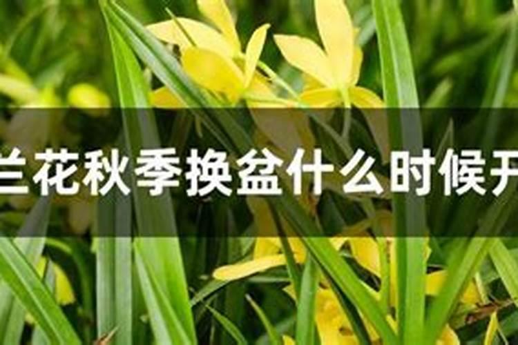 兰花换盆后多久施肥