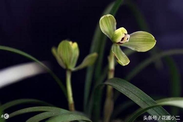 兰花换盆后多久施肥