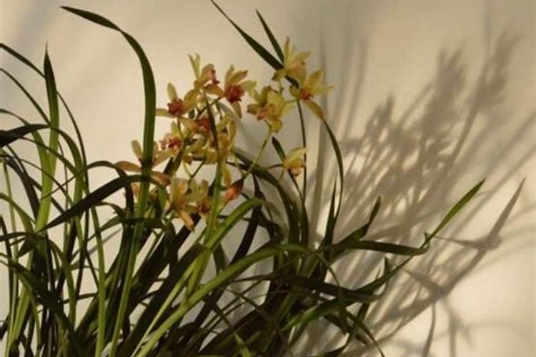 兰花换盆后多久施肥