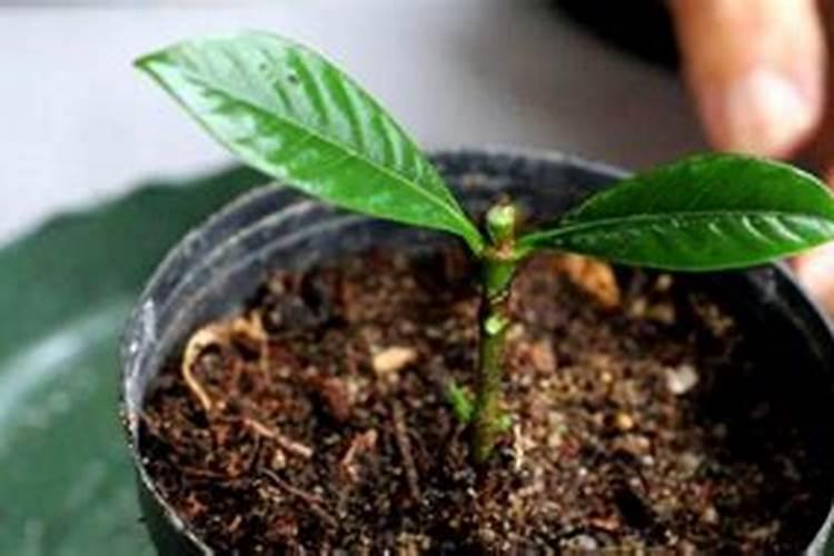 栀子花怎么扦插繁殖