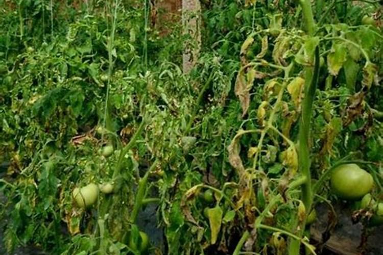 番茄秧子长的细怎么办