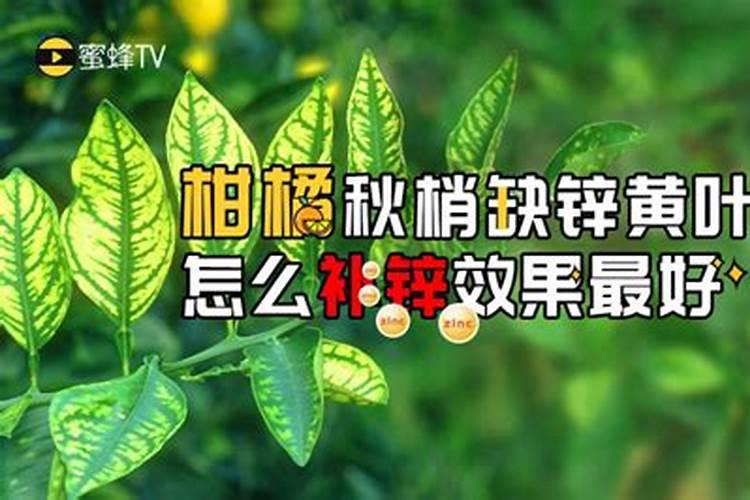 补锌的水果有哪些 补锌可以吃哪些水果