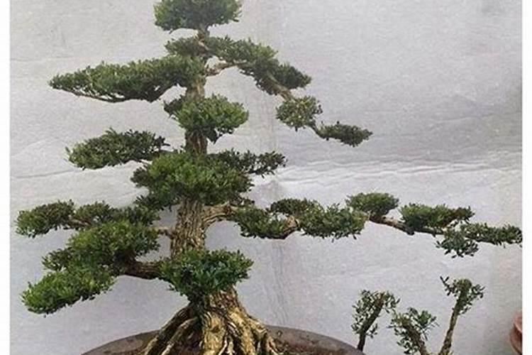磷肥对植物的作用