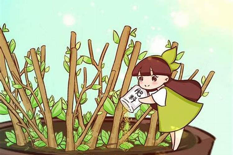 花草什么季节施肥最好
