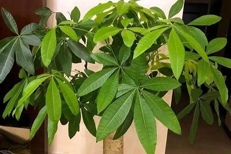 钙肥和硼肥能一起用吗