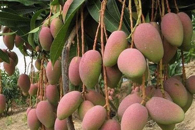 芒果施肥用什么肥料好呢