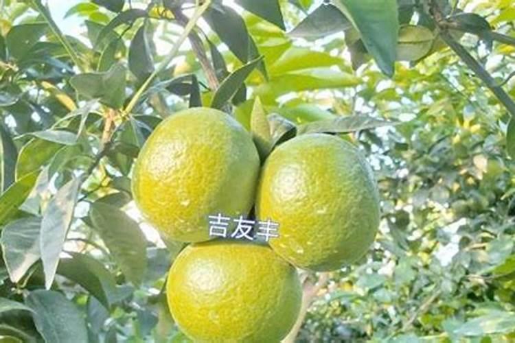 脐橙什么时候施肥能高产 脐橙的施肥方法