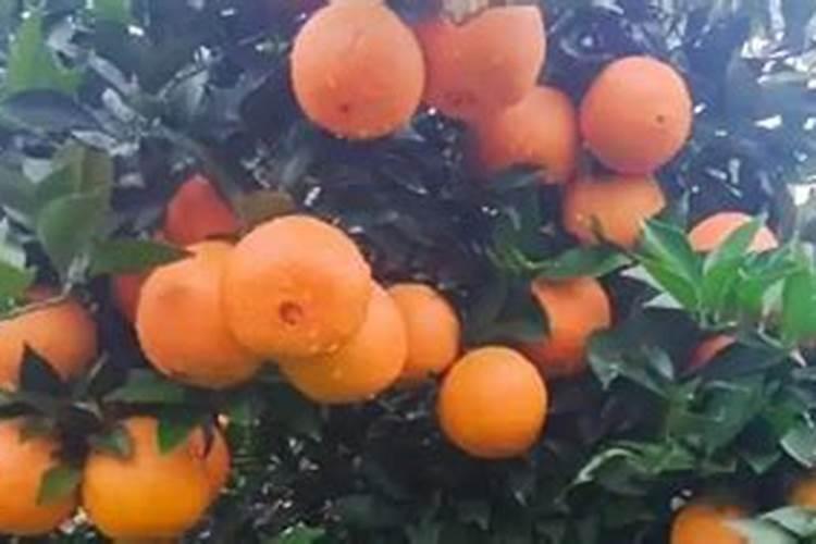 赣南脐橙坐果期是否还需要施肥