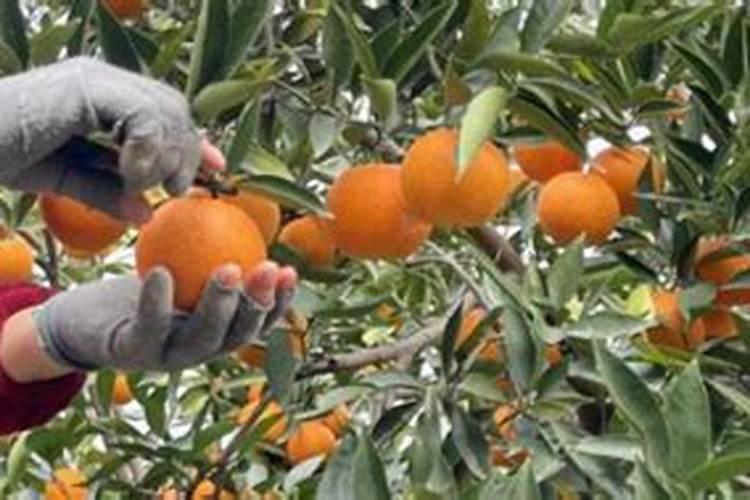 脐橙在开花期施什么肥料能使其多挂果