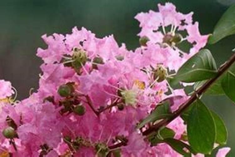 紫薇花施什么肥最好