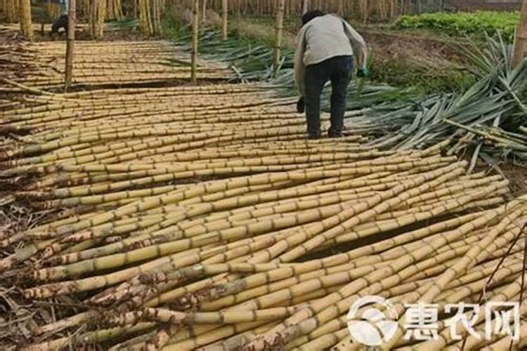 甘蔗需要在什么时间阶段,施肥是最好的时候？