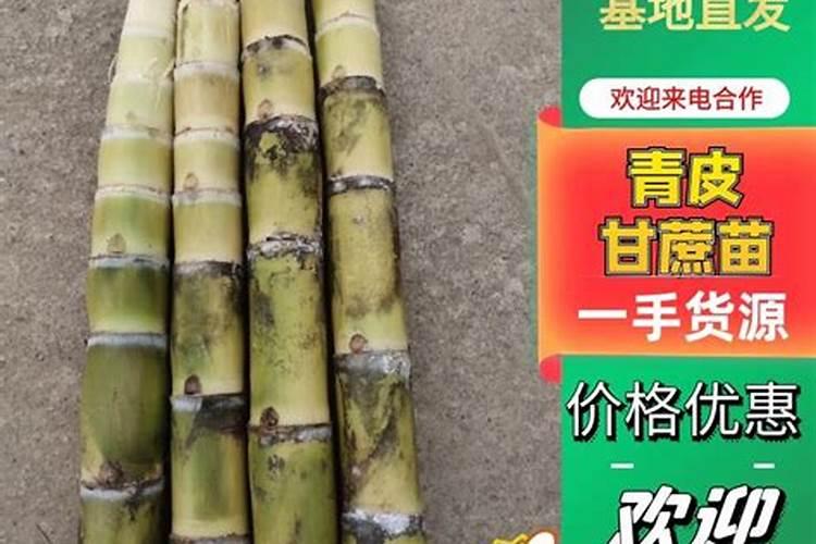 甘蔗需要在什么时间阶段,施肥是最好的时候？