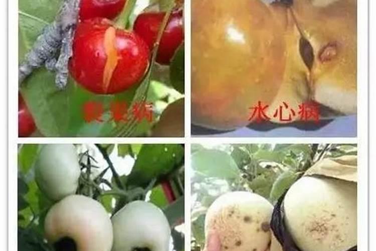 果树怎样补钙 缺钙有什么表现呢