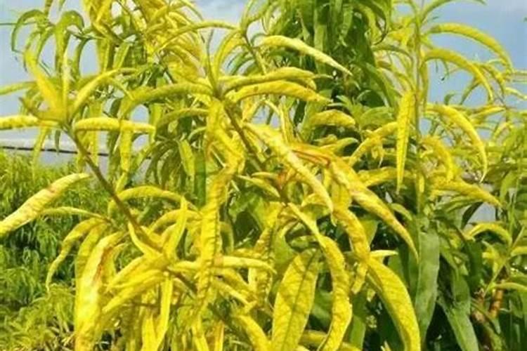 芸豆的水肥管理技术 怎么养殖