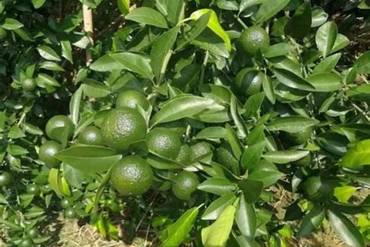 柑橘苗期施什么肥料