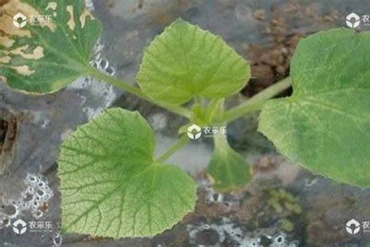 哈蜜爪光开花不接怎么办？