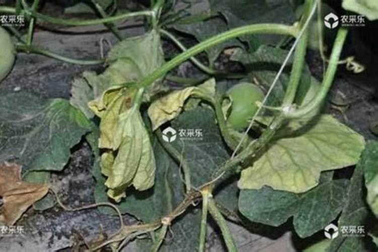 甜瓜,绿宝,没有沾花,没有打药,没浇水,怎么会出现裂,什么原因,应该怎样...