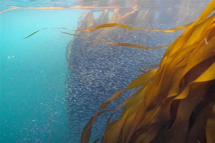 水溶肥知名品牌有哪些？