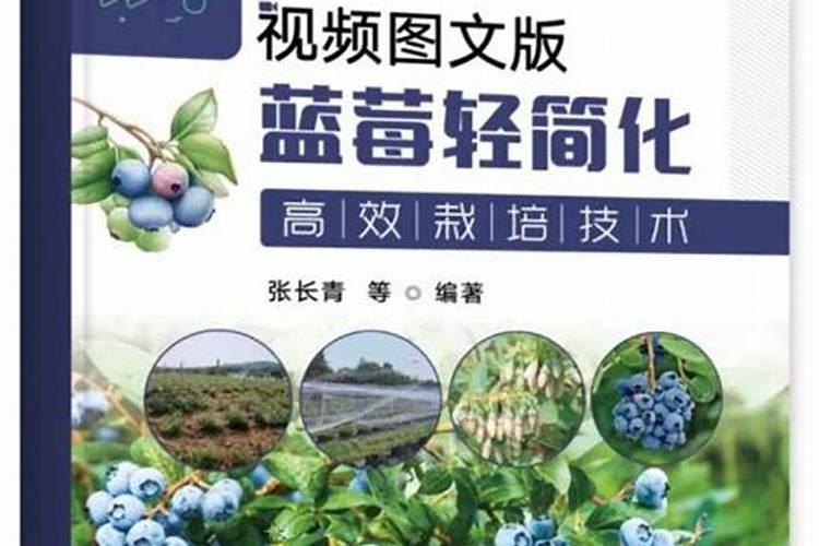 蓝莓施肥技术 蓝莓养殖方法