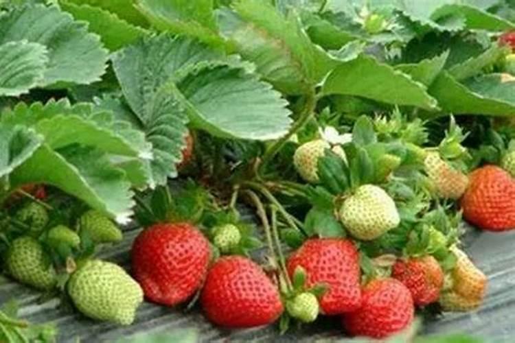 草莓各个时期的施肥方案,什么时候冲高磷肥