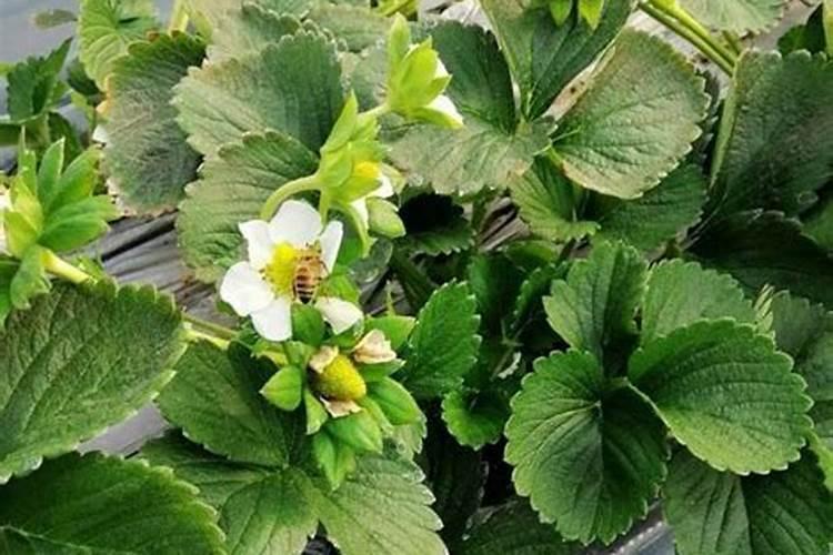 草莓开花了还能施肥吗 施什么肥效果好
