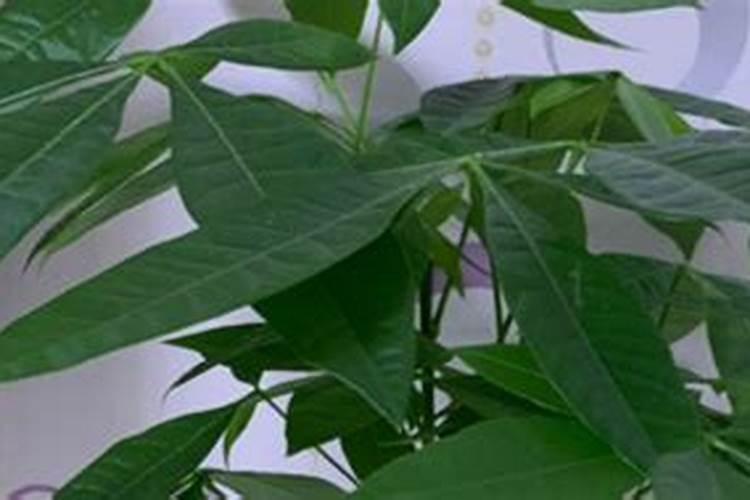 发财树施什么肥料好