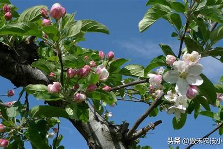 黄瓜施肥方法和注意事项