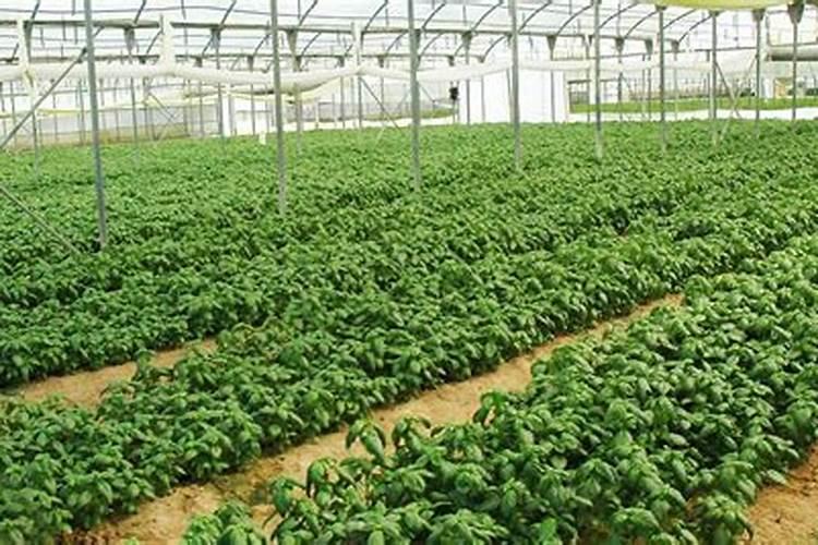 种小白菜放什么肥料好