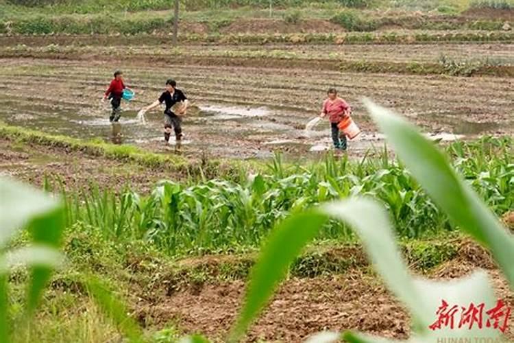 水稻什么时候施钾肥,水稻施钾肥方法