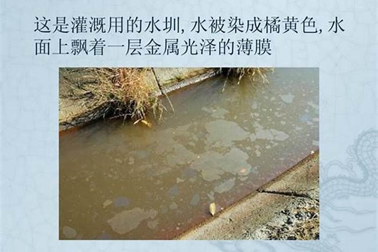君子兰怎么浇水,君子兰浇啤酒的好处/促进生长