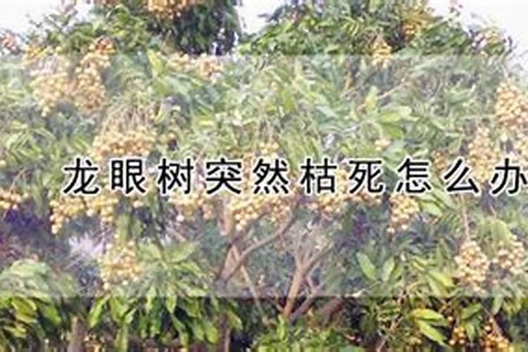 绿化树苗需要什么肥料快成长