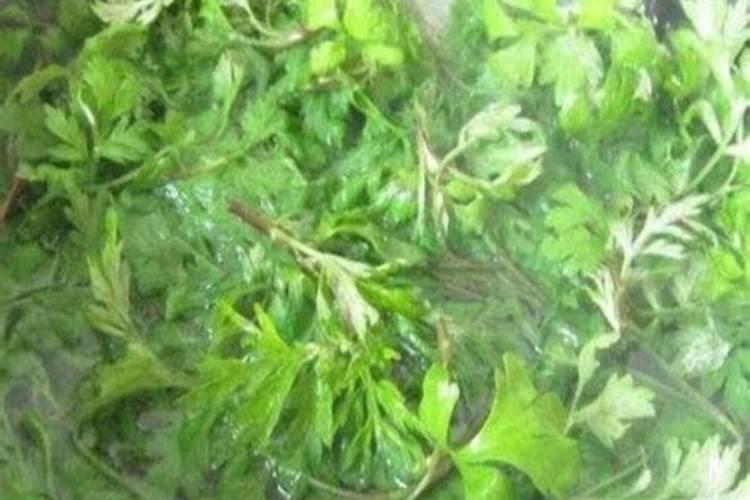 艾草种下几天放肥料好