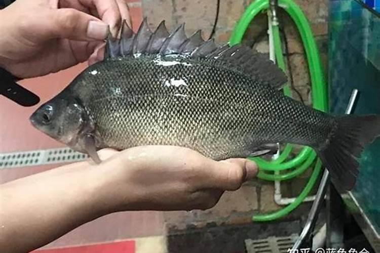 澳洲银鲈肌肉营养成分测定
