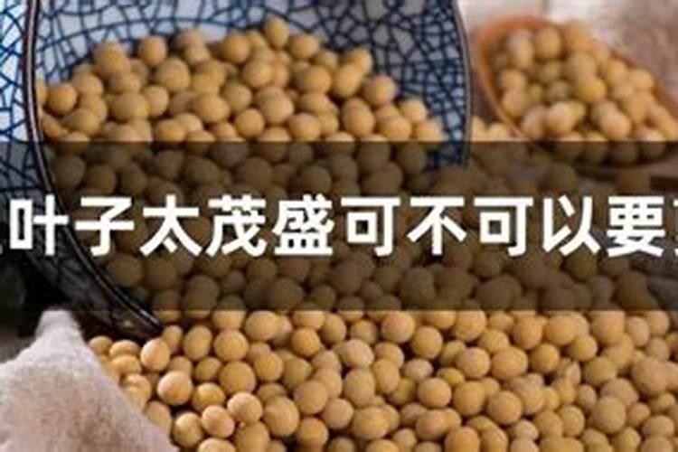 黄豆叶面肥什么时候打好 使用哪些肥料好