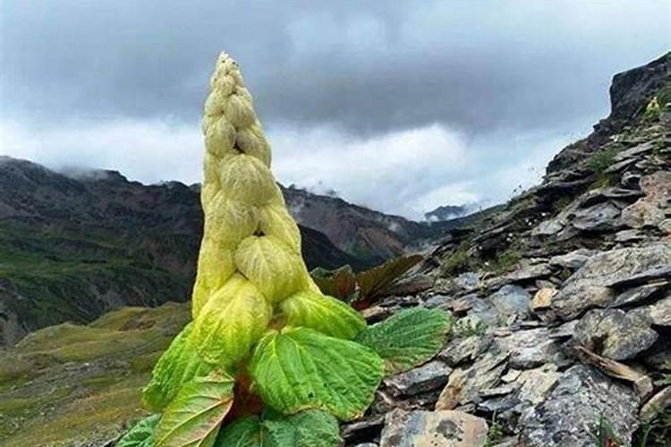 花椰菜不能用什么化肥