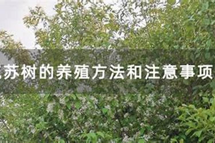 流苏树的养殖方法和注意事项