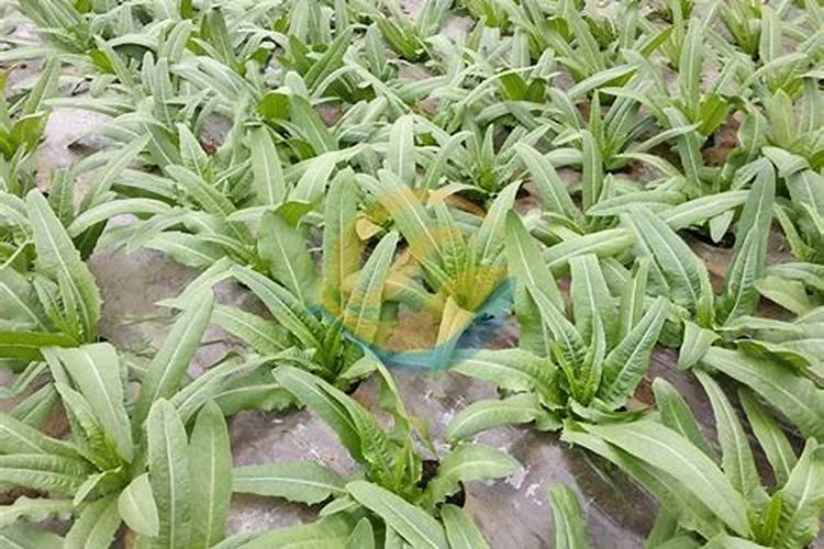 寿光市禾利源生物科技有限公司怎么样？