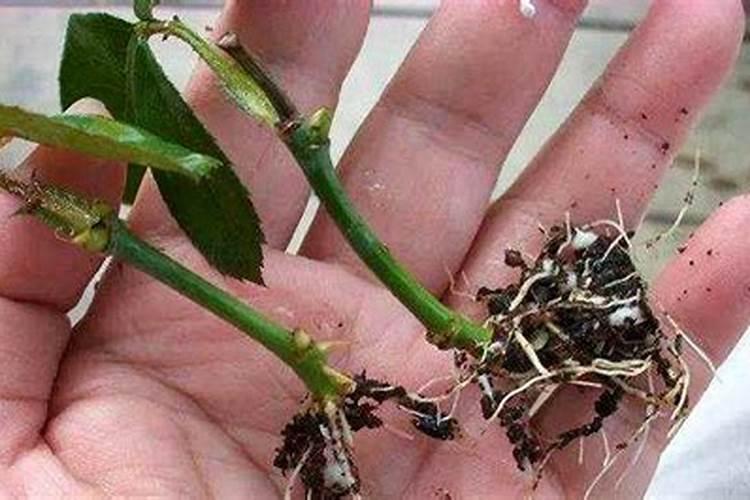 月季花用什么肥料最佳？
