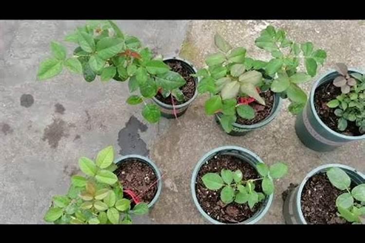 月季花肥用什么合适 肥料制作与使用方法
