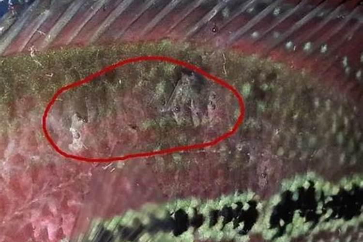 淡水养鱼为什么要施用无机磷肥？需要注意哪些事项