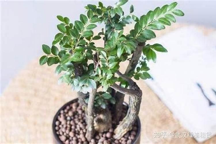 咨询一下小叶紫檀树的种植方法有哪些？有哪些值得注意的呢