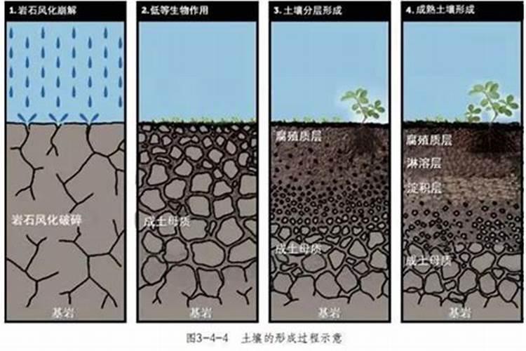 腐殖酸有哪几种