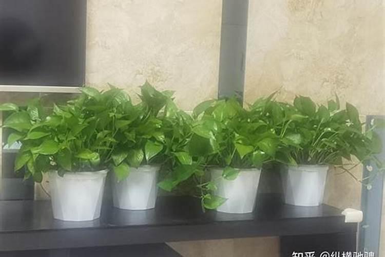 一盆绿萝放几粒复合肥