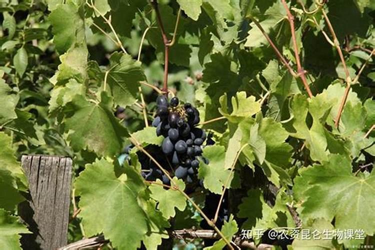 油菜什么时候施硼肥
