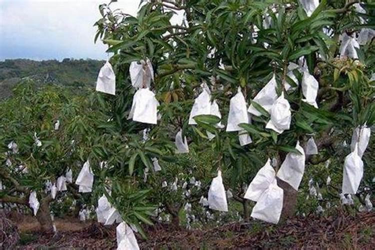 水溶肥如何正确使用,谁给解说一下