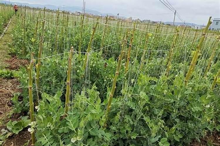 豆角施肥时间及方法