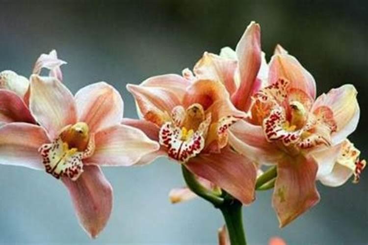 蕙兰如何开花