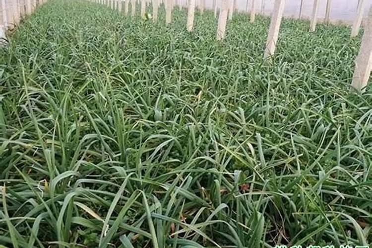 大蒜喷施硅肥药害