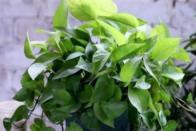 水培绿萝用什么水