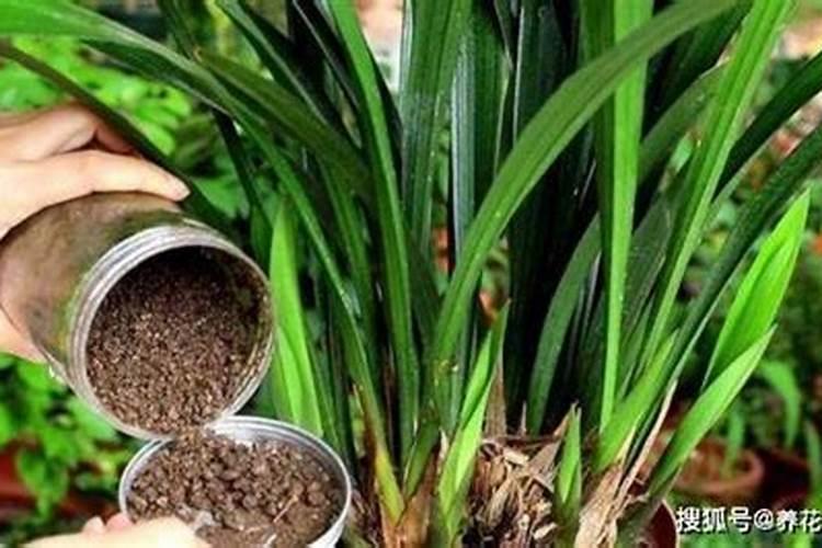 茶梅花施什么肥最好